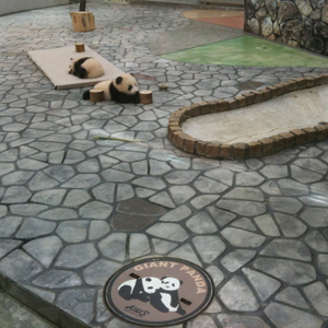 ふたごのジャイアントパンダ、桜浜と桃浜