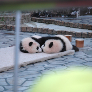 ふたごのジャイアントパンダ、桜浜と桃浜