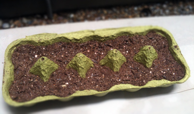 レモンの種蒔きました